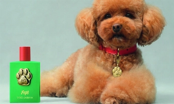 Fefé perfume para perros Dolce&Gabbana