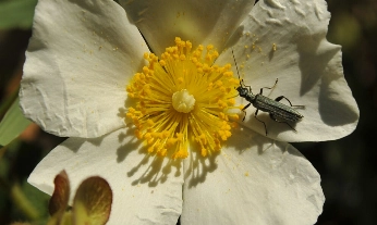 Un escarabajo sobre una flor.