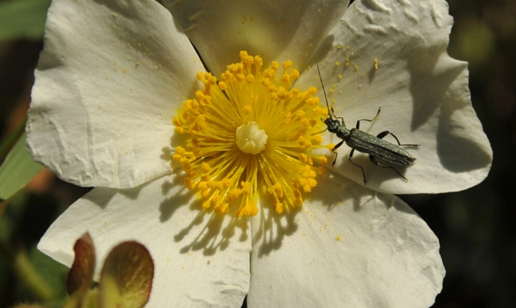 Un escarabajo sobre una flor.