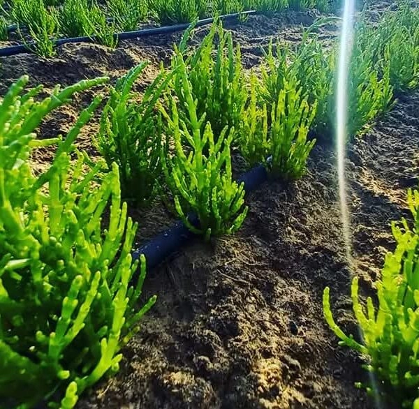 Algunos ya la llaman superalimento. Otros prefieren su sobrenombre: sal verde. FOTO: Marsh Foods. 