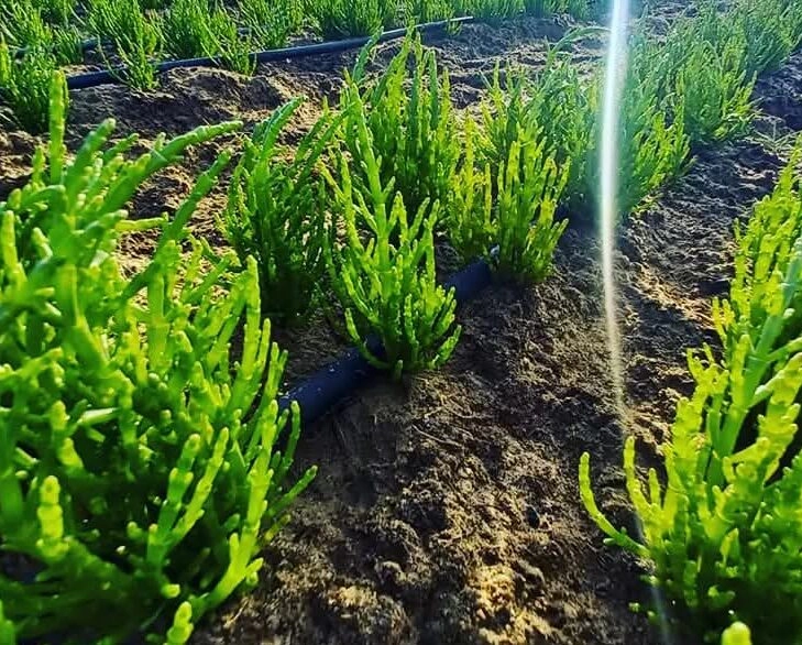 Cultivos de salicornia o sal verde